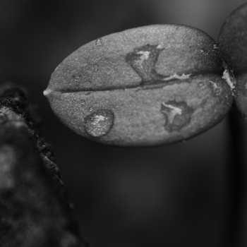 A_sprout_on_an_old_wood_BW.png