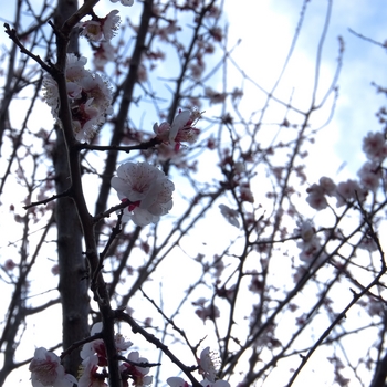 Blossoms of Ume.jpg