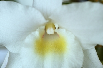 Dendrobium_nobile_whole.jpg