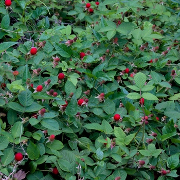 Rubus hirsutus.jpg