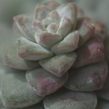 Sedum Spathulifolium.jpg