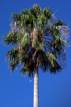 Trachycarpus fortunei.jpg