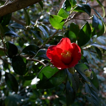 camellia_japonica.jpg