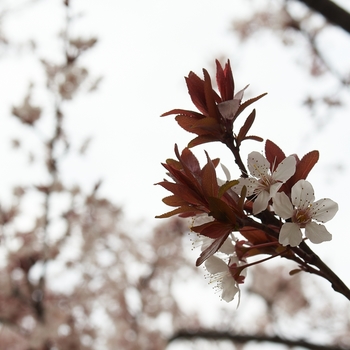 cherry blossoms and leaves.jpg