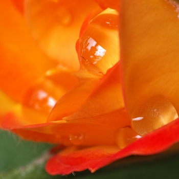 water drops on rose petals.jpg